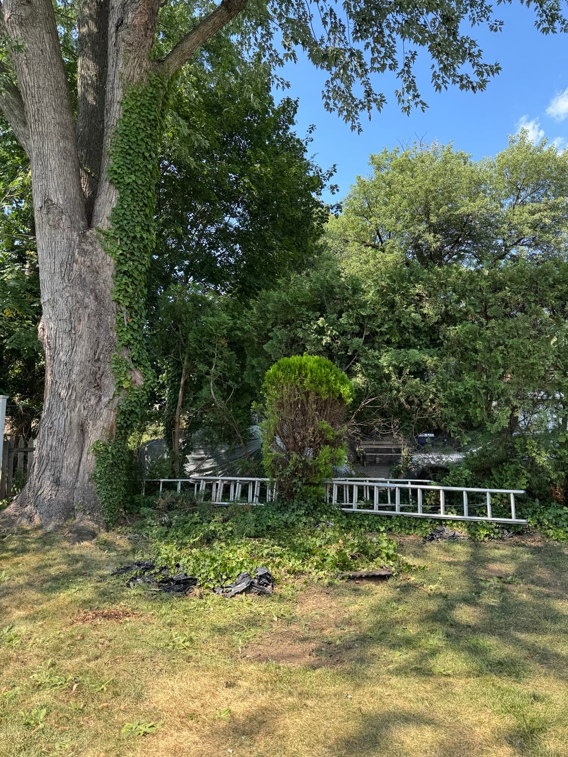 Backyard after Junkfire playset removal